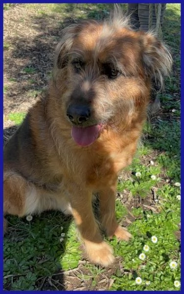 FRED Flintstone ciuffo che conquista | Foto 4