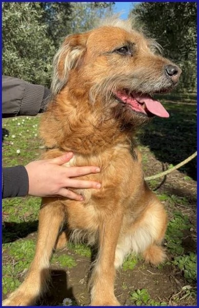 FRED Flintstone ciuffo che conquista | Foto 2