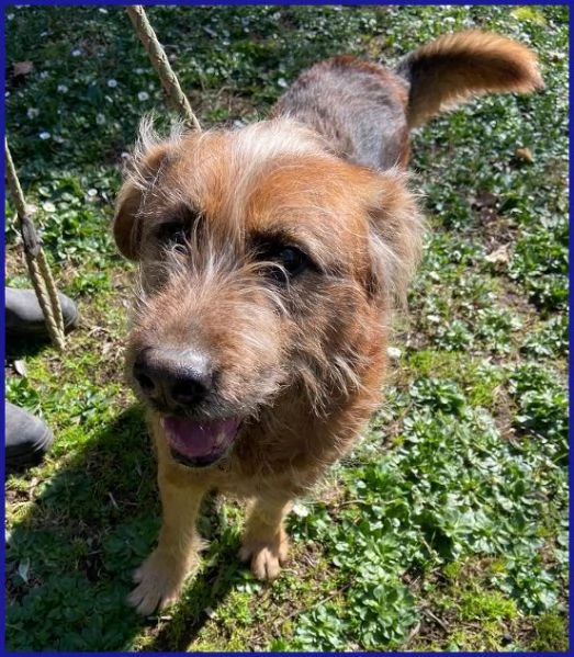 FRED Flintstone ciuffo che conquista