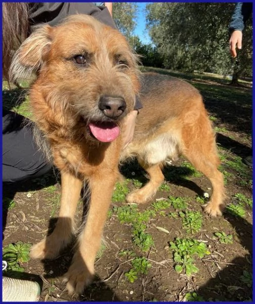 FRED Flintstone ciuffo che conquista | Foto 1