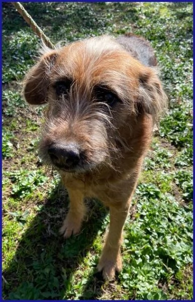 FRED Flintstone ciuffo che conquista | Foto 0