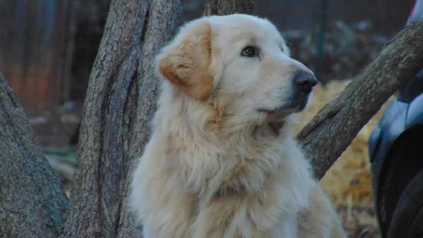 ROMEO buono ed affettuoso con tutti | Foto 1