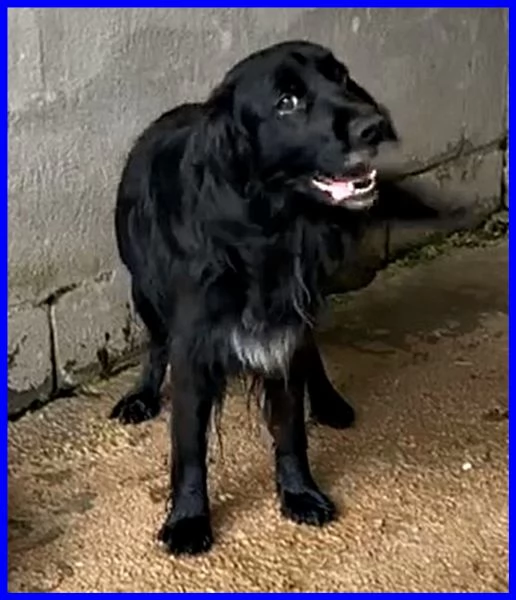 ROC 8anni circa abbandonato | Foto 3