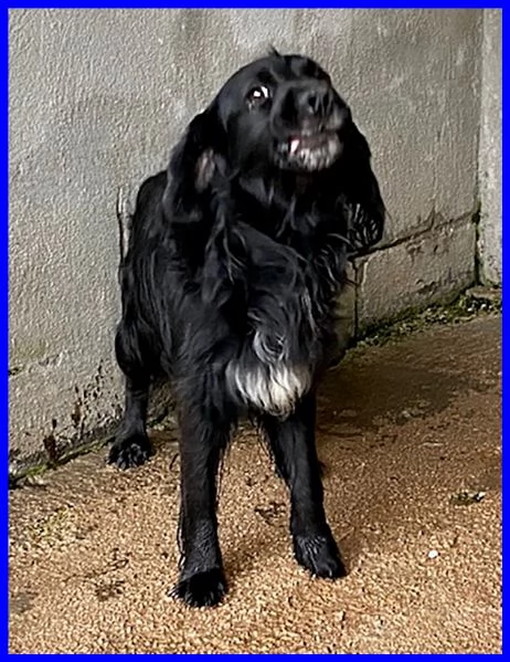 ROC 8anni circa abbandonato | Foto 1