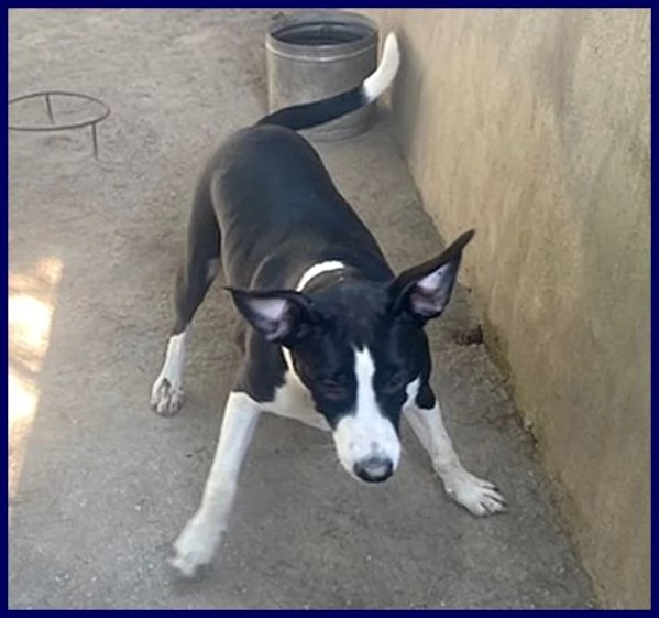 KLIZIA sui 3 anni allegra e simpatica | Foto 3