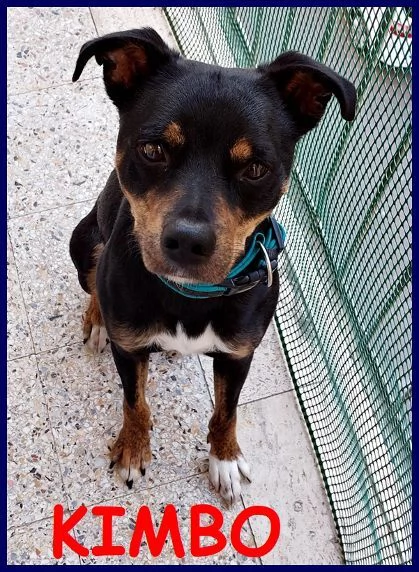 KIMBO dolcissimo piccoletto