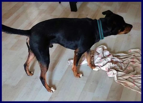 KIMBO dolcissimo piccoletto | Foto 1