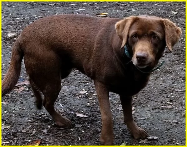 KUBRA dolcissima labrador cieca