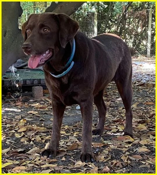 KUBRA dolcissima labrador cieca | Foto 4