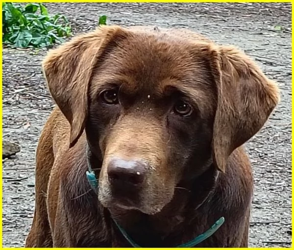 KUBRA dolcissima labrador cieca | Foto 3