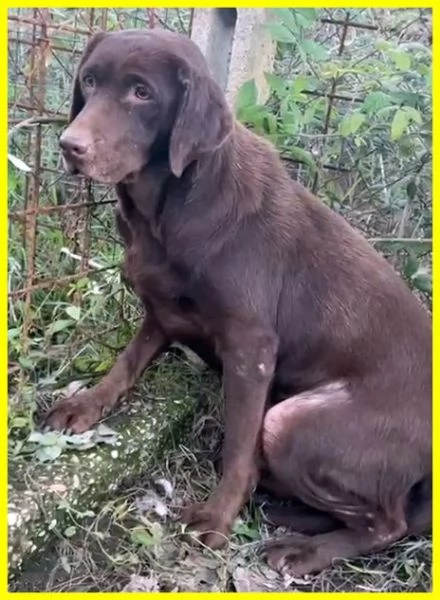 KUBRA dolcissima labrador cieca | Foto 1