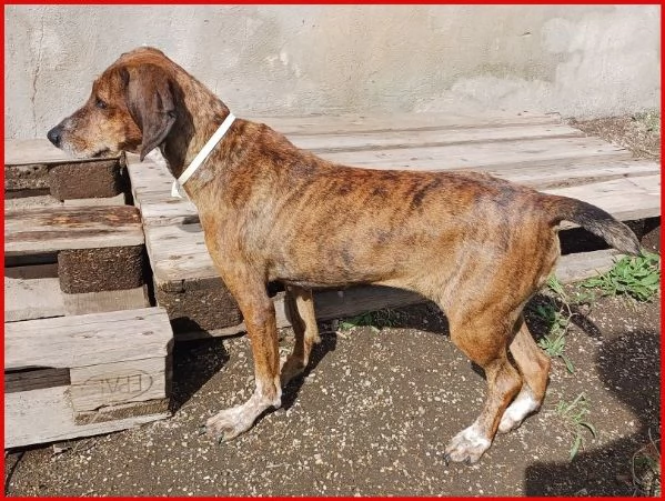 SVITOL 5anni dolcissima e vivace | Foto 3