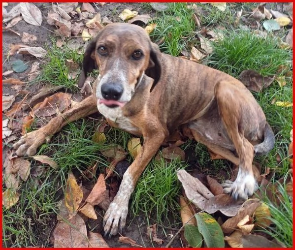 SVITOL 5anni dolcissima e vivace | Foto 0