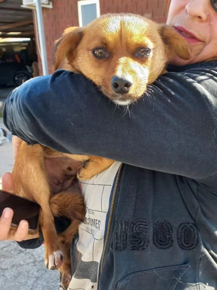 ROSE dolce piccoletta 3anni