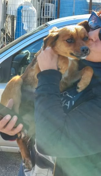 ROSE dolce piccoletta 3anni | Foto 4