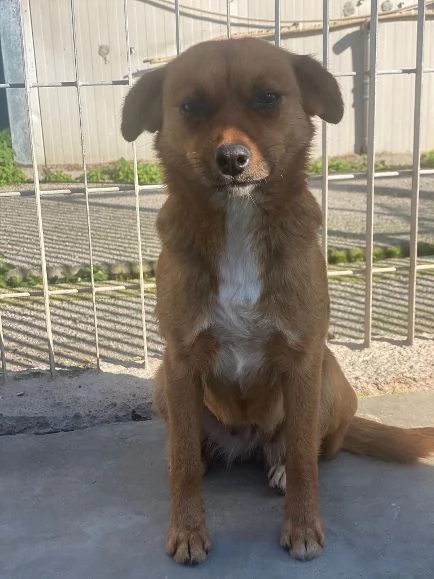 ROSE dolce piccoletta 3anni | Foto 3