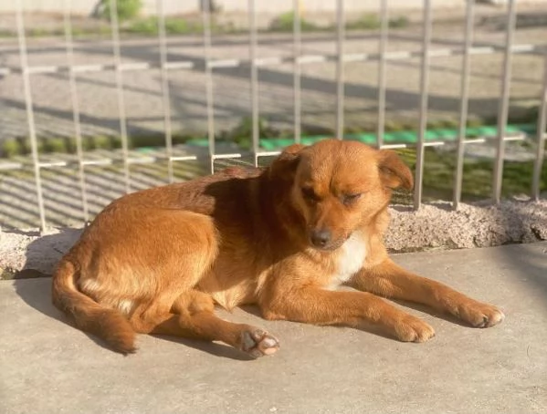 ROSE dolce piccoletta 3anni | Foto 2