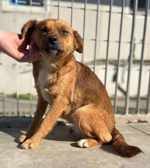 ROSE dolce piccoletta 3anni | Foto 1