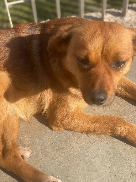 ROSE dolce piccoletta 3anni | Foto 0