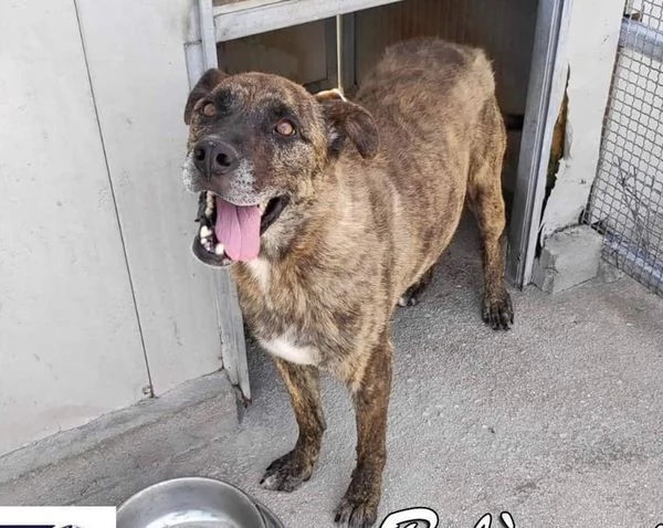 BALU sui 6 anni buono con tutti