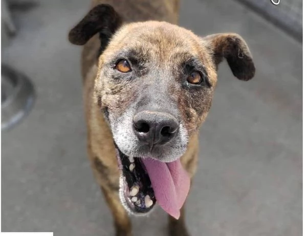 BALU sui 6 anni buono con tutti | Foto 1