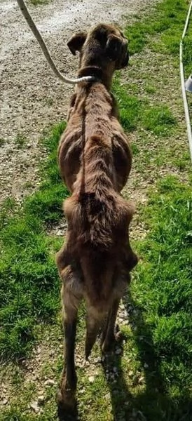 BALU sui 6 anni buono con tutti | Foto 0