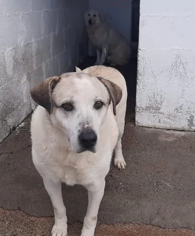 BALDO nonnino che spera