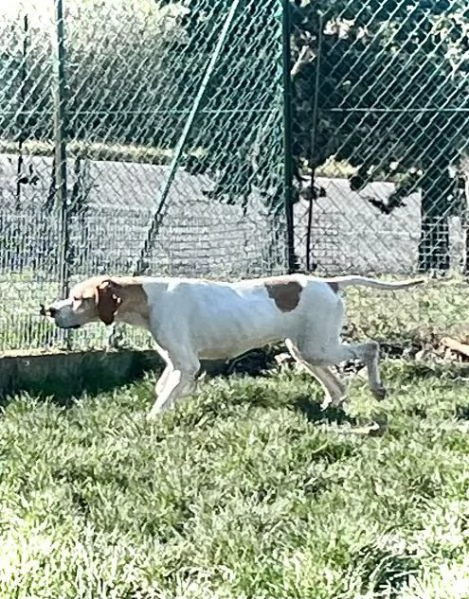 AMANDA pointer dolcissima | Foto 1