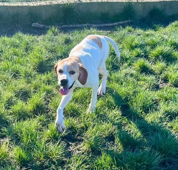 AMANDA pointer dolcissima | Foto 0