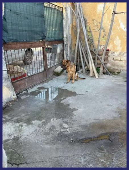 ZEUS bravo past ted gettato da unauto