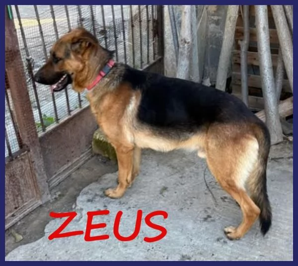 ZEUS bravo past ted gettato da unauto | Foto 1