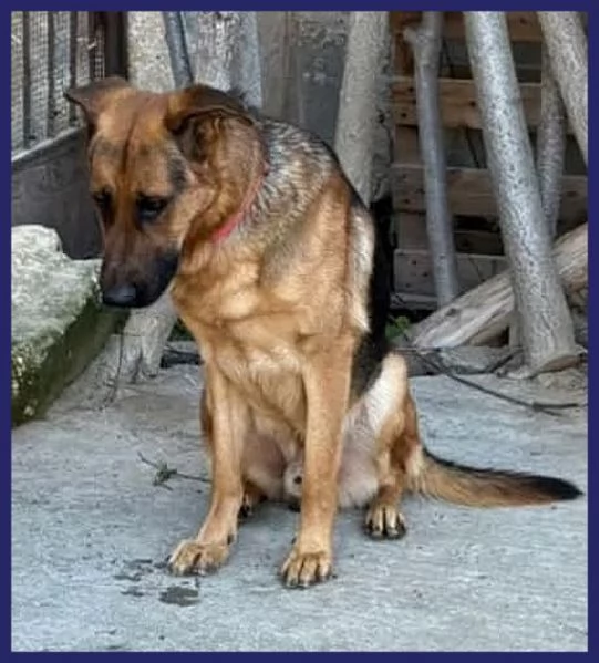 ZEUS bravo past ted gettato da unauto | Foto 0