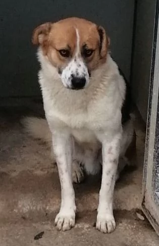 GERRY 23anni bravo triste coccolone