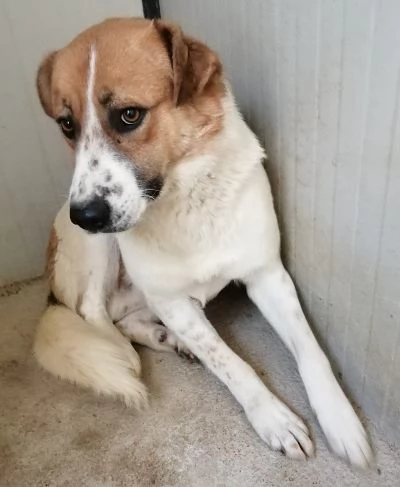 GERRY 23anni bravo triste coccolone | Foto 0