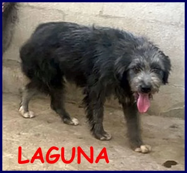 LAGUNA giovane aspetta la sua famiglia | Foto 2