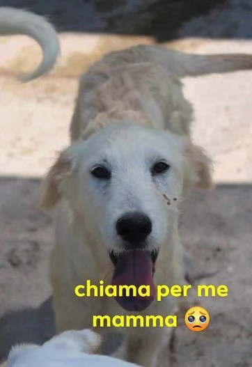 CRILLIN giovane timido simil spinone