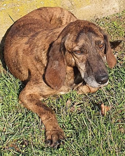 NICK socievole adatto a tutti