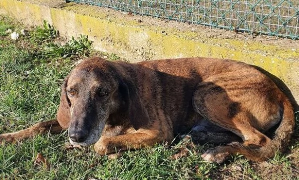 NICK socievole adatto a tutti | Foto 2