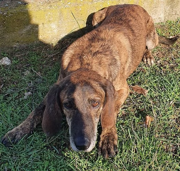 NICK socievole adatto a tutti | Foto 1