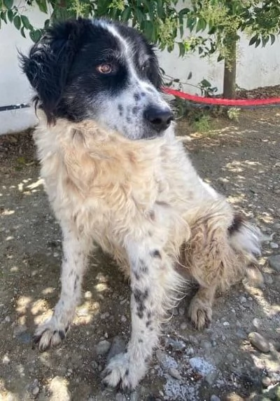 SALVO dolce nonnino disperato