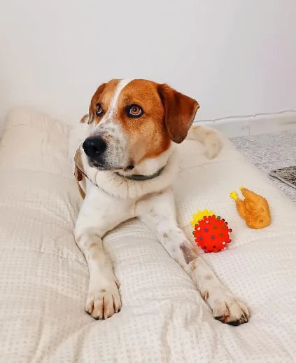 TOMMY tanto bravoDeve finalmente trovare pace | Foto 2