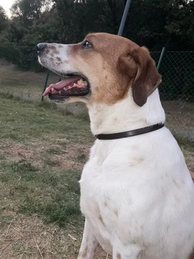 TOMMY tanto bravoDeve finalmente trovare pace | Foto 1