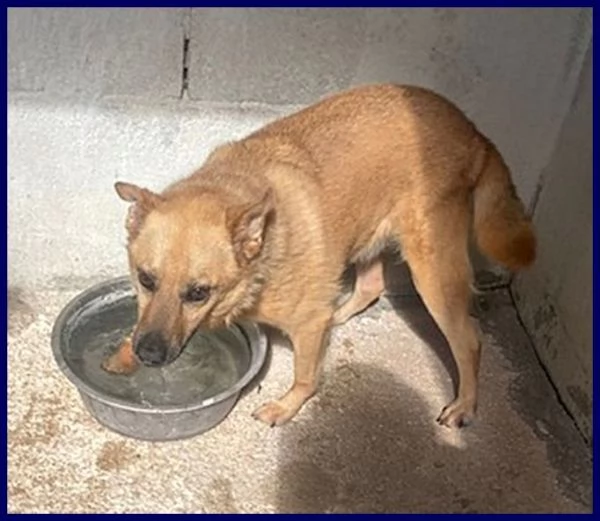 BOMBER nonnino con tanta voglia di giocare e di una casa | Foto 4