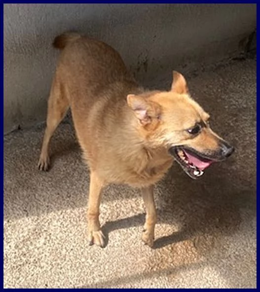 BOMBER nonnino con tanta voglia di giocare e di una casa | Foto 3