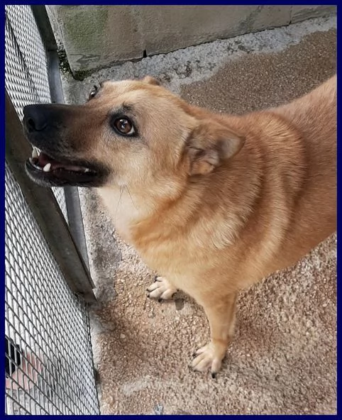 BOMBER nonnino con tanta voglia di giocare e di una casa | Foto 2