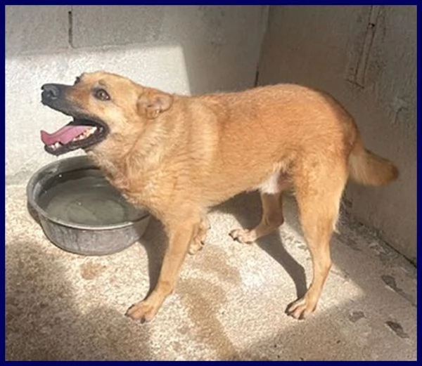 BOMBER nonnino con tanta voglia di giocare e di una casa | Foto 1