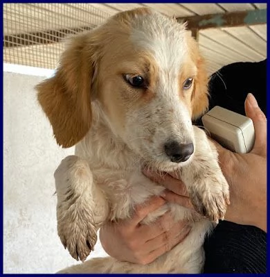 MIAMI sui 34anni tg mediopiccola   | Foto 1