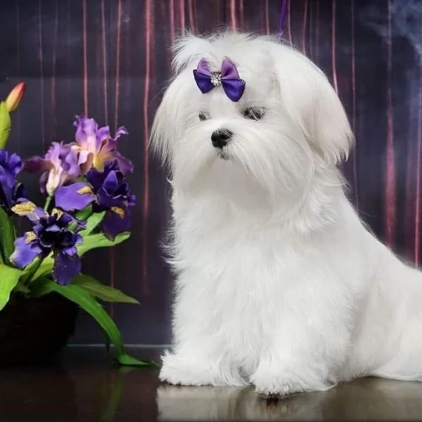 Cuccioli maltese coreano | Foto 0