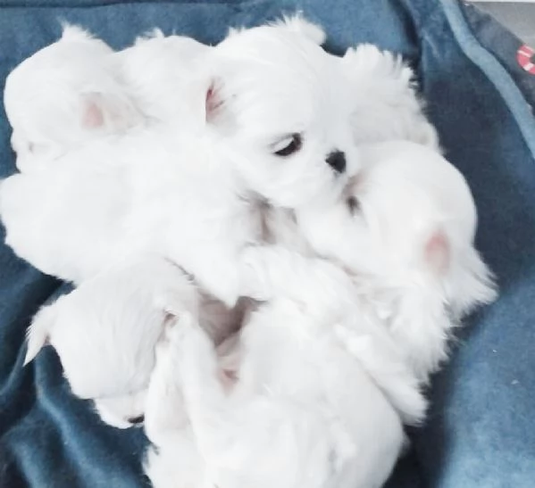 Cuccioli maltese coreano