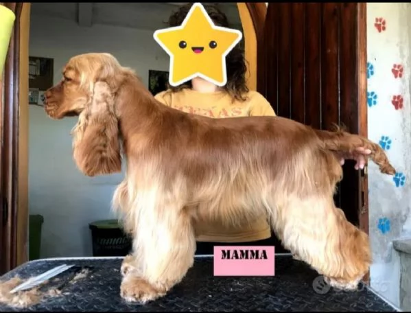 Affido Gratuito  Cagnolina Fulva Femmina 4 Anni  | Foto 1